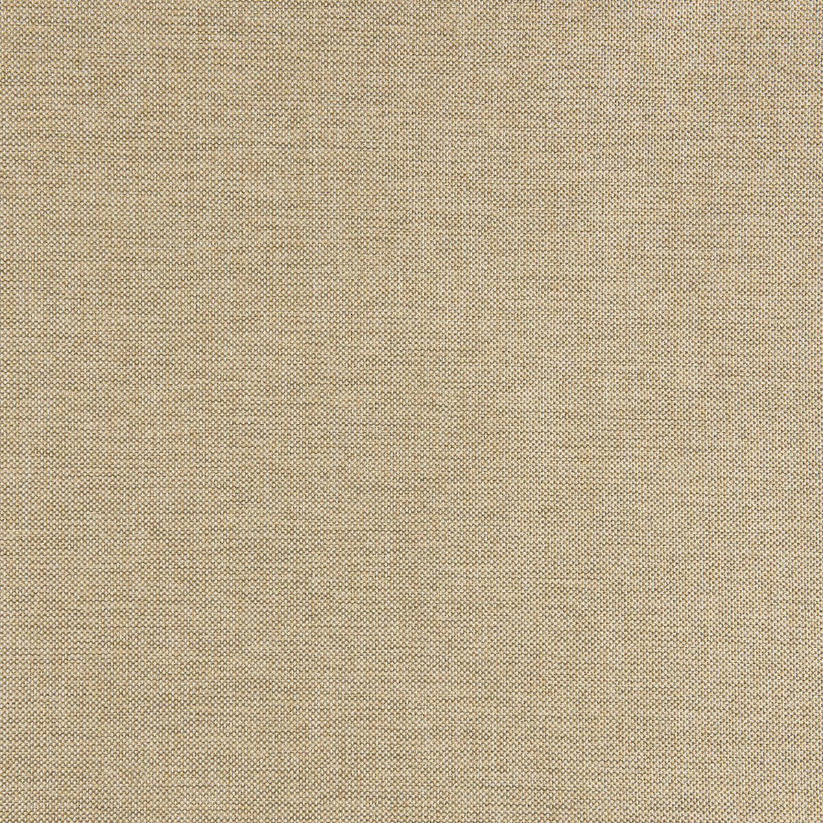 R1-133 Daisy (WS)