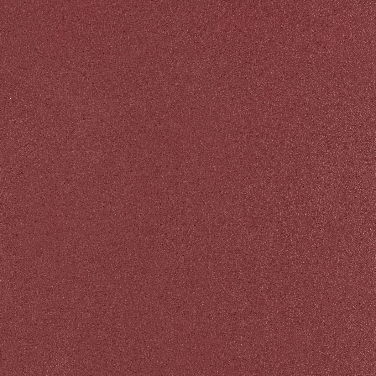 U3-47 Beet Root