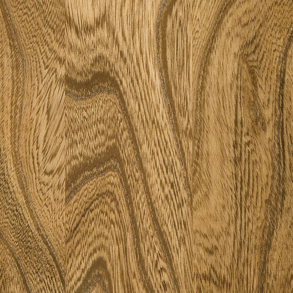 Harvest Elm (FC 107)